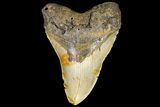 Fossil Megalodon Tooth - North Carolina #109785-2